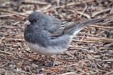 Dark-eyed Junco (Slate Form)_24804